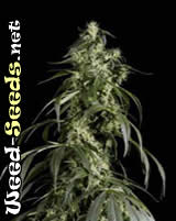 Arjan's Haze #1 Marijuana Seeds