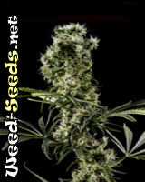 Arjan's Haze #2 Cannabis Seeds