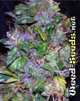 Aurora Indica Cannabis Seeds