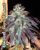 Blue Mystic Marijuana Seeds