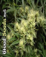 Early Bud Marijuana Seeds