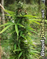 Hawaii x Skunk #1 Marijuana Seeds