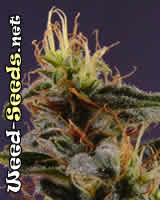 NYC Diesel Marijuana Seeds