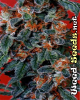 California Orange Bud Marijuana Seeds