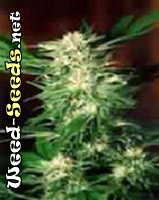 PPP (Pure Power Plant) Marijuana Seeds