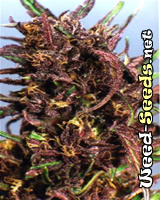 Purple #1 Feminized Cannabis Seeds