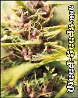 Purple Power Feminized Cannabis Seeds
