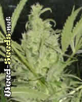 Shiva Marijuana Seeds