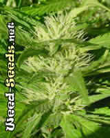 Silver Pearl Cannabis Seeds