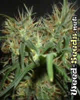 Skunk Special Marijuana Seeds