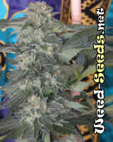 Speed Queen Cannabis Seeds
