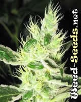 Swazi Cannabis Seeds