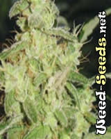 Sweet Tooth Marijuana Seeds