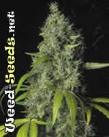 The Sage Cannabis Seeds