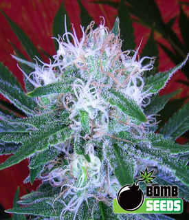 Auto Bomb Seeds by Bomb Seeds