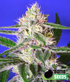 Cheese Bomb Seeds by Bomb Seeds