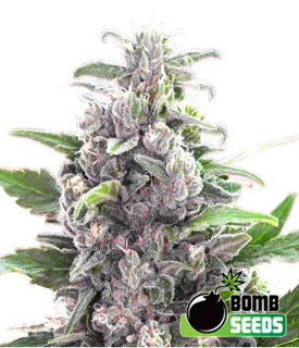 THC Bomb Cannabis Seeds