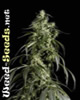 Arjan's Haze #1 Feminized Marijuana Seeds