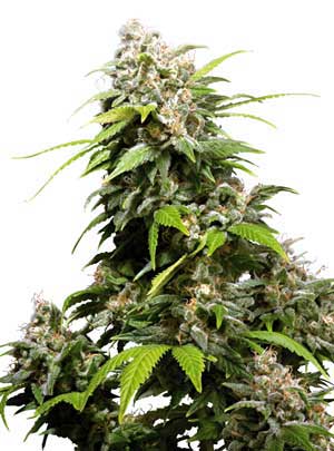Northern Lights Cannabis Seeds