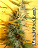 Citral Marijuana Seeds