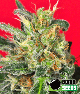 Cluster Bomb by Bomb Seeds