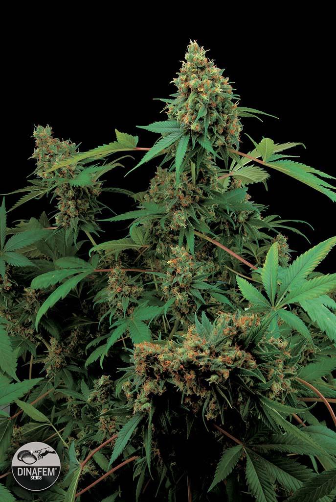 Moby Dick Feminized Seeds