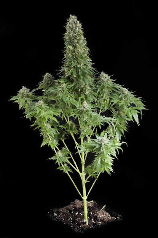 Road Runner Feminized Cannabis Seeds