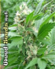 Four Way Cannabis Seeds