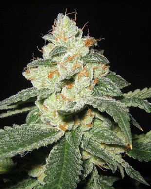 Great White Shark Seeds by Greenhouse