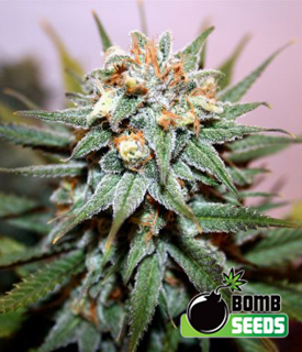 Hash Bomb by Bomb Seeds