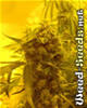 Hash Plant Cannabis Seeds