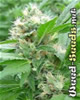 Magic Bud Marijuana Seeds