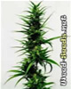 Mixed Sativa Cannabis Seeds