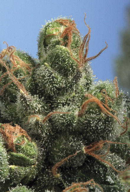 The Hog Cannabis Seeds