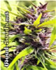 Purple Power Marijuana Seeds