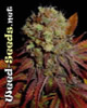Rock Bud Marijuana Seeds