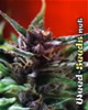 Shaman Cannabis Seeds