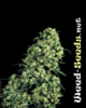 Skunk #1 Cannabis Seeds