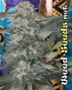 Speed Queen Marijuana Seeds