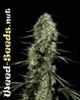 Super Silver Haze Feminized Marijuana Seeds