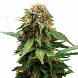 Pineapple Chunk Feminized Cannabis Seeds