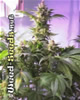 Top 44 Cannabis Seeds
