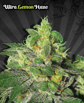 Trans Siberian Feminized Seeds by Auto Seeds