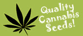 Quality Cannabis Seeds text against Marijuana Leaf